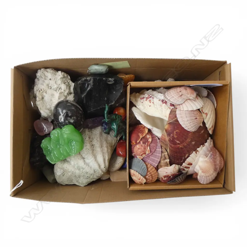 ASST. GEODES & SEA SHELLS Image 1++