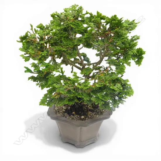 HINOKI CYPRESS BONSAI H.380mm