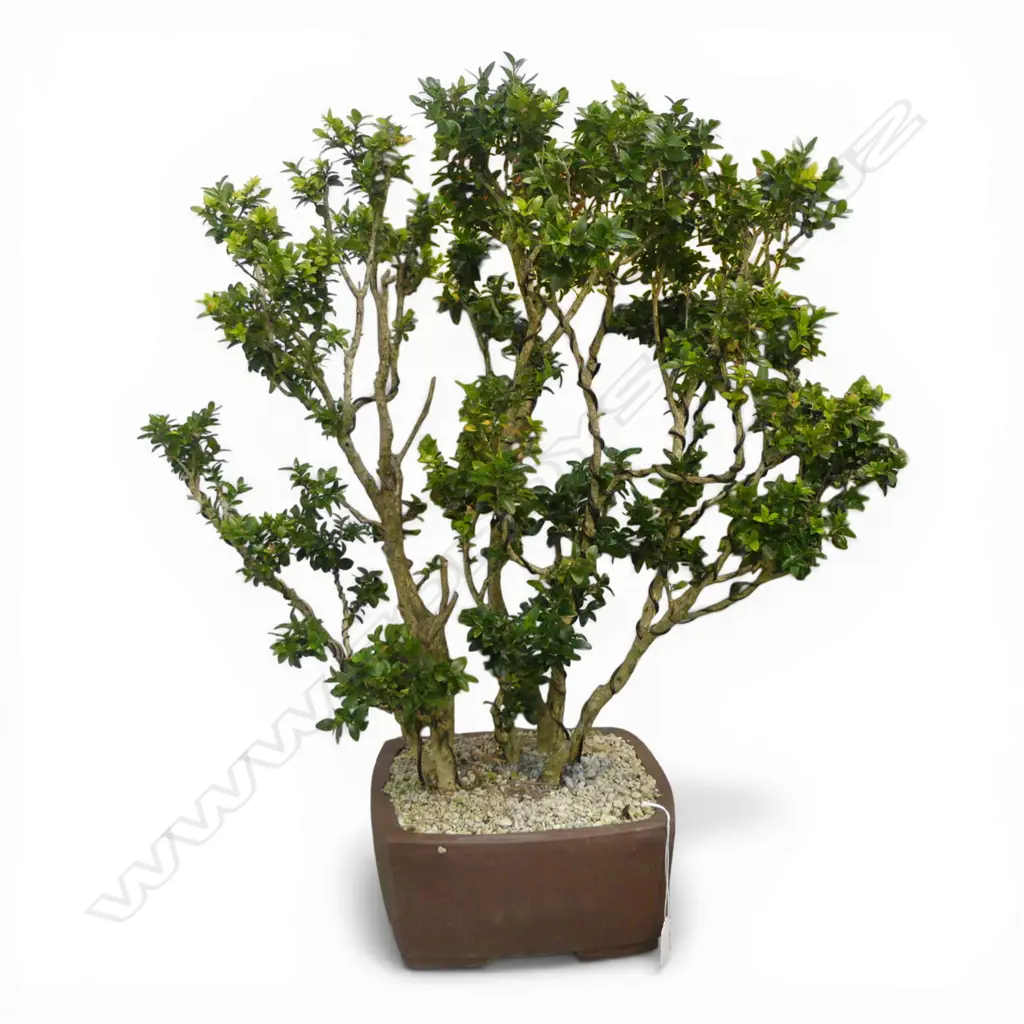BUXUS BONSAI H.700mm Image 1++
