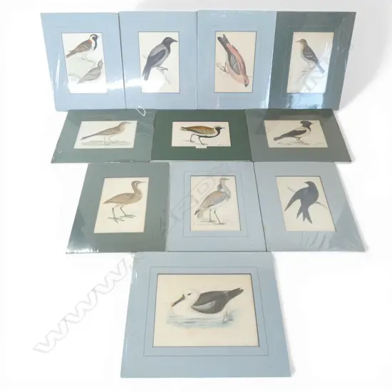 11 ANTIQUE BIRD PRINTS 100x160mm