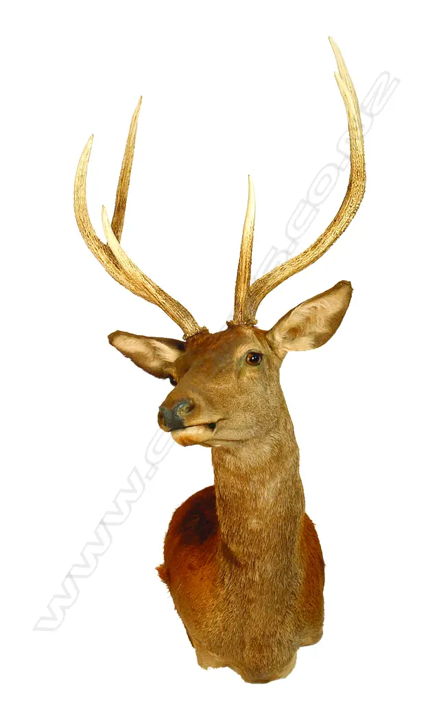 A taxidermy red deer trophy mount Image 1++