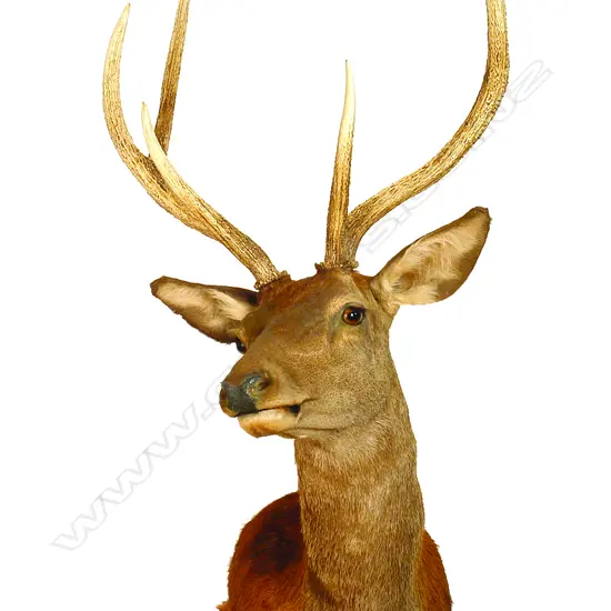 A taxidermy red deer trophy mount