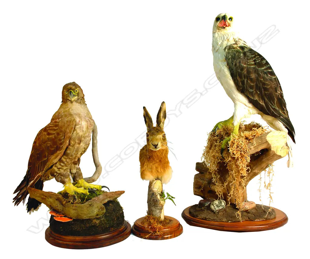 A taxidermy hawk Image 1++