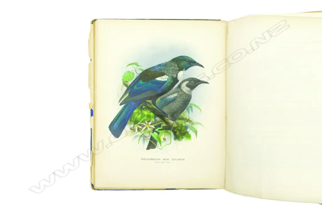 Sir Walter Lawry Buller (1838-1906) 'A History of the Birds of New Zealand' Image 1++