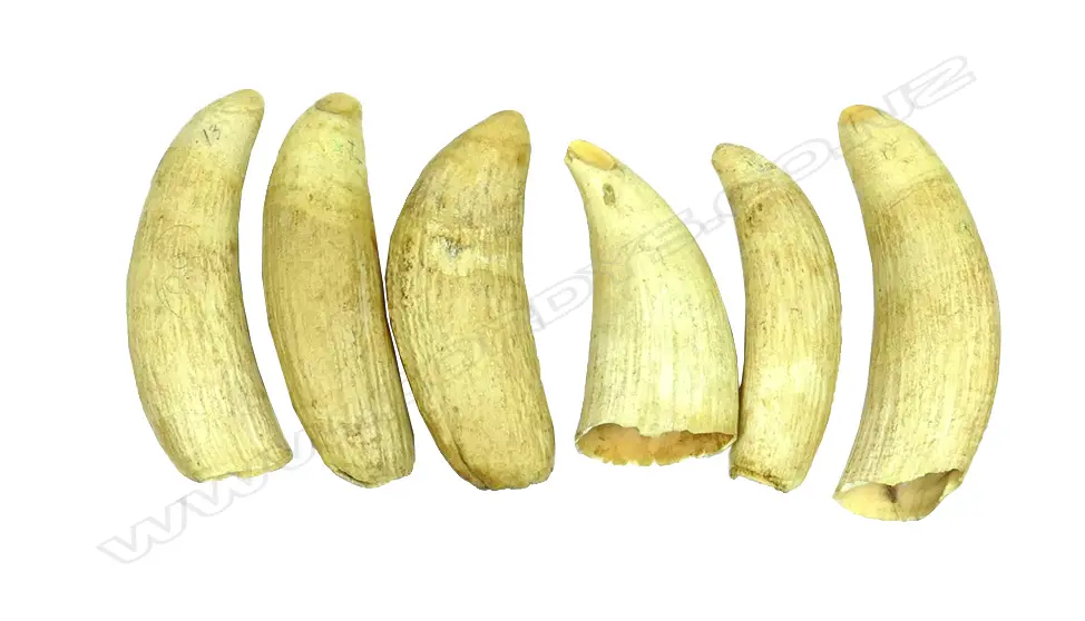 Six sperm whale teeth Image 1++
