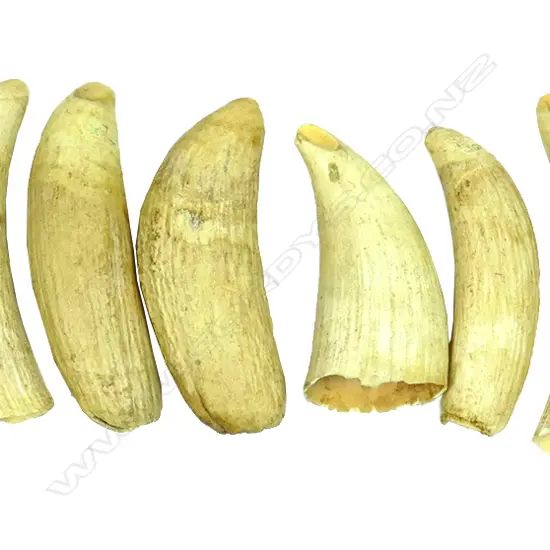 Six sperm whale teeth