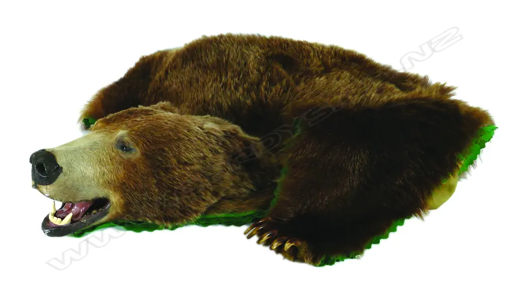 A rare and impressive grizzly bear rug Image 1++
