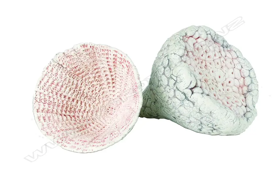 Two Len Castle 'Sea Secret' pieces Image 1++