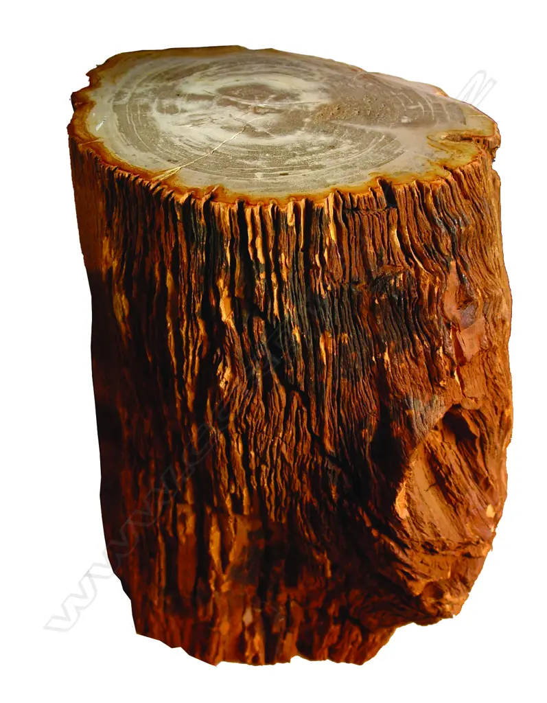A heavy fossilised wood side table Image 1++