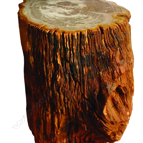 A heavy fossilised wood side table