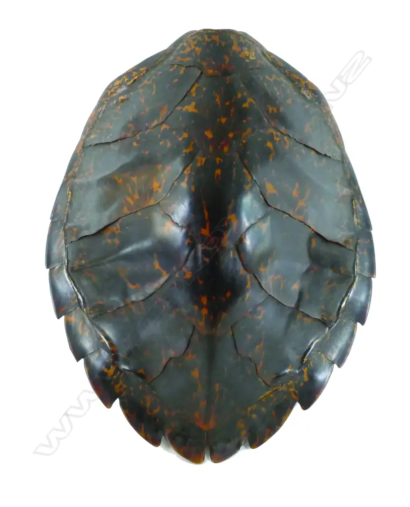 A large turtle shell Image 1++