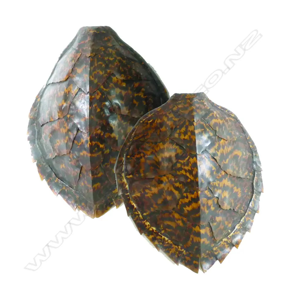 Two small turtle shells Image 1++
