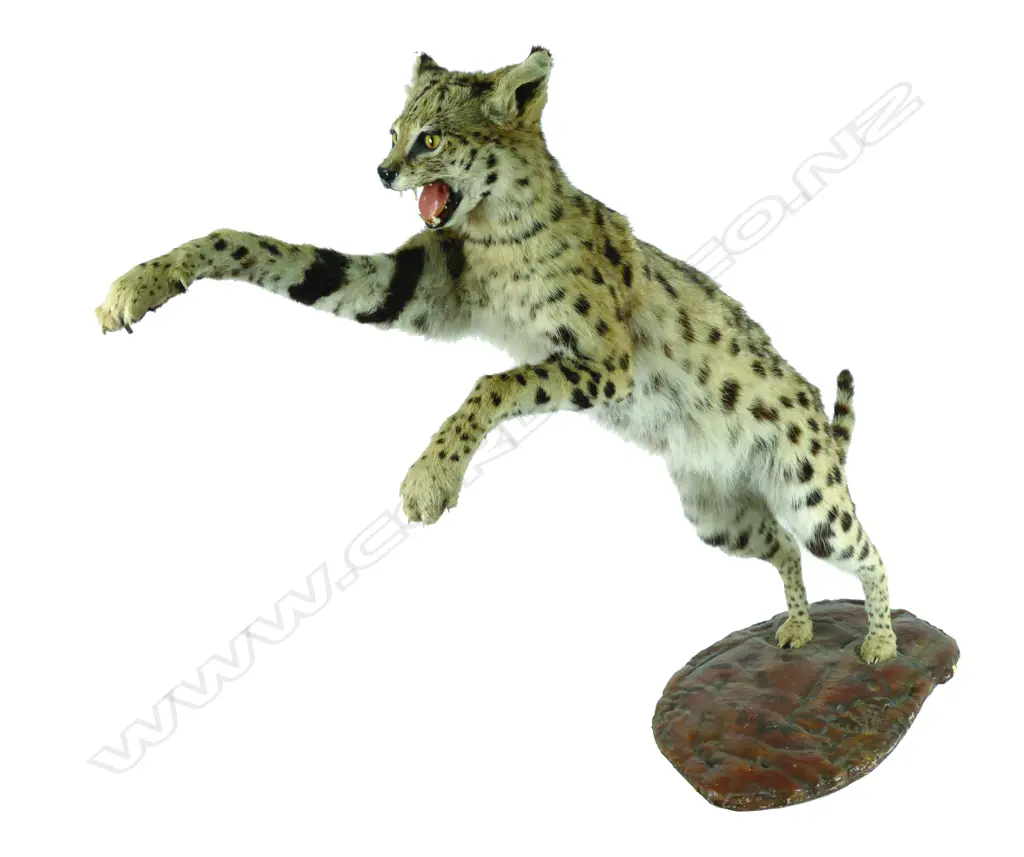 A taxidermy cheetah Image 1++