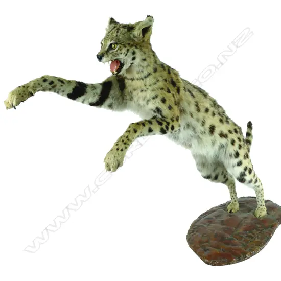A taxidermy cheetah