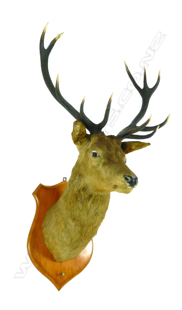A large taxidermy red deer stag head mount Image 1++