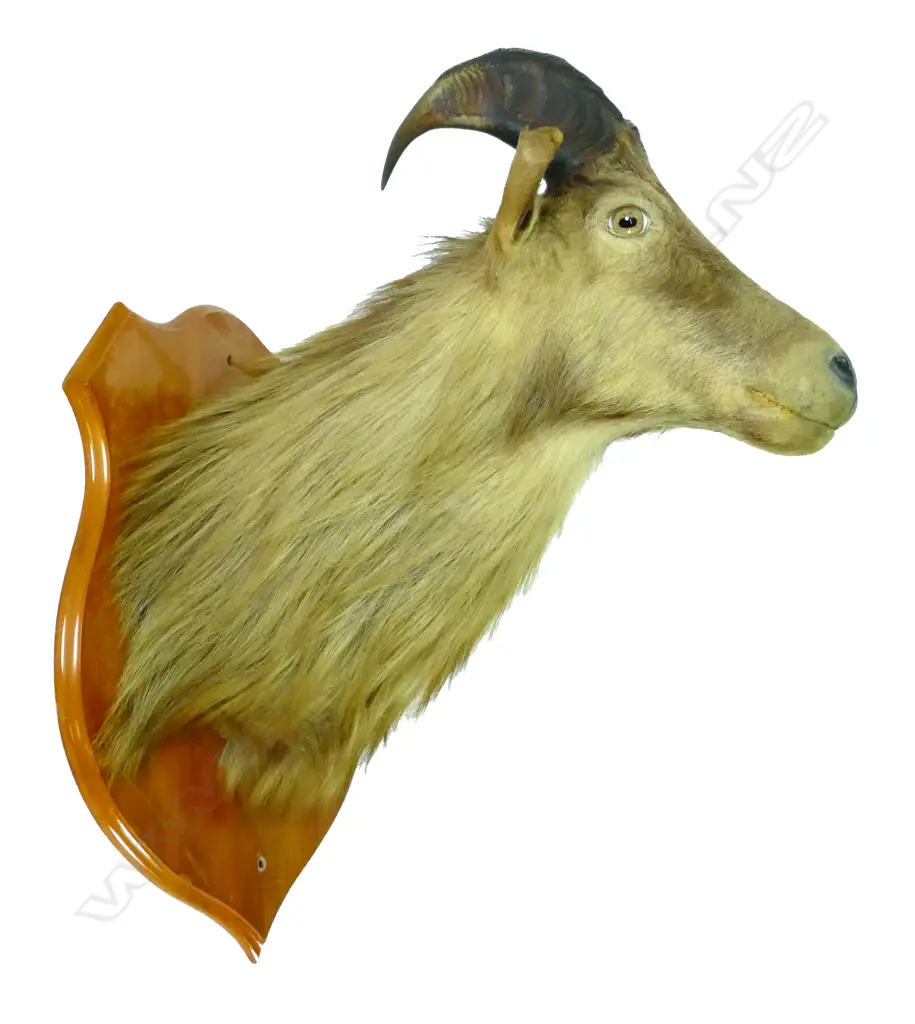 A taxidermy tahr head and shoulder mount Image 1++