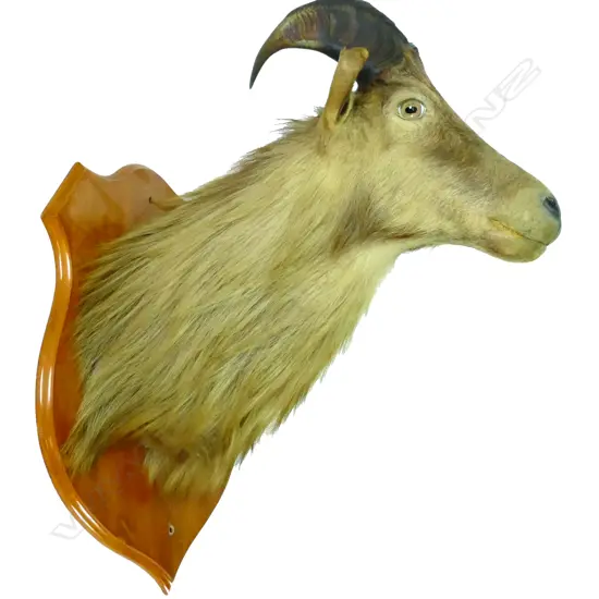A taxidermy tahr head and shoulder mount