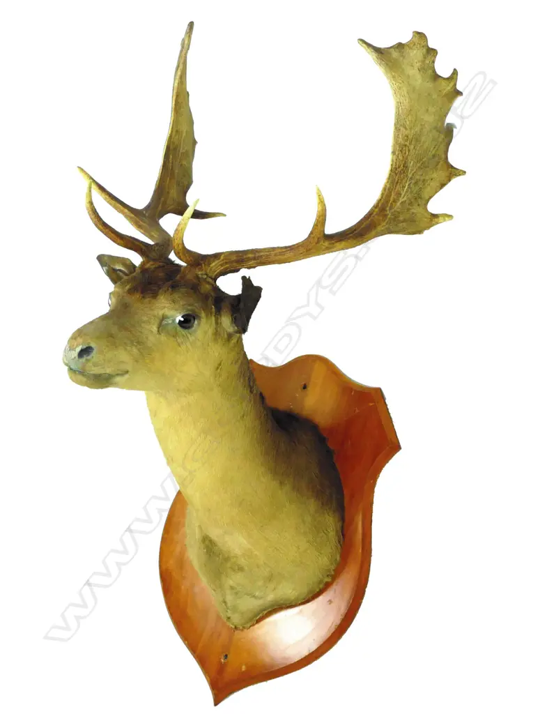 A taxidermy fallow stag head and shoulder mount Image 1++