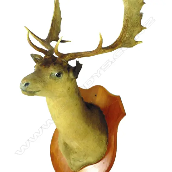 A taxidermy fallow stag head and shoulder mount