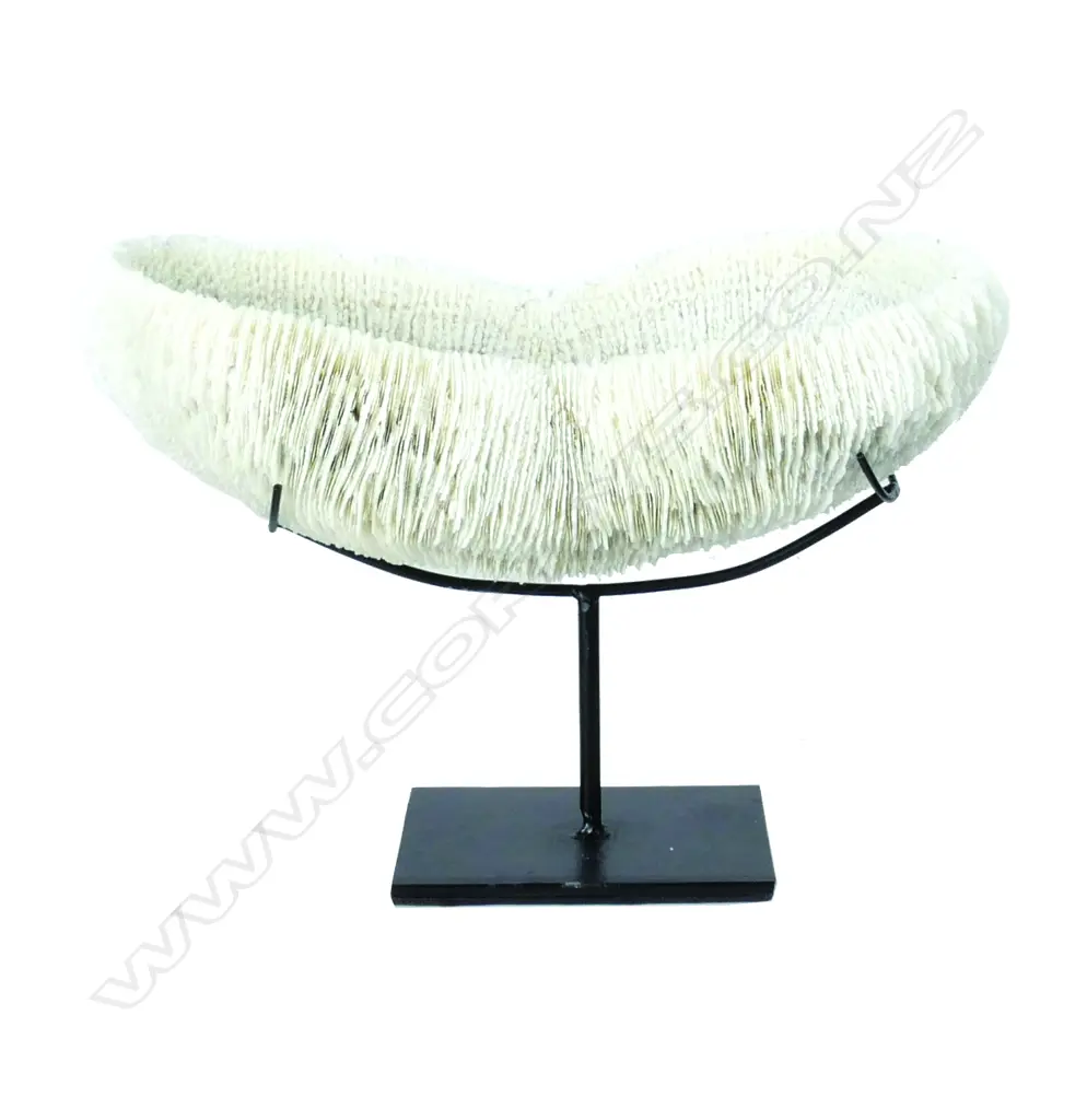 A large impressive oblong white tropical coral specimen Image 1++