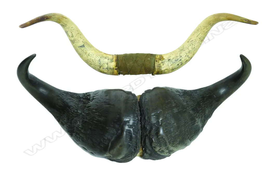 A pair of 19thC Scottish engraved and mounted bullock horns Image 1++