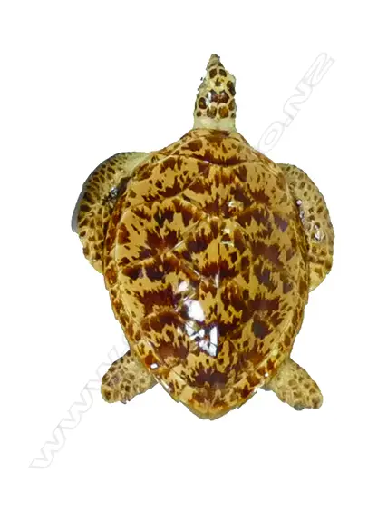 A taxidermy small turtle Image 1++