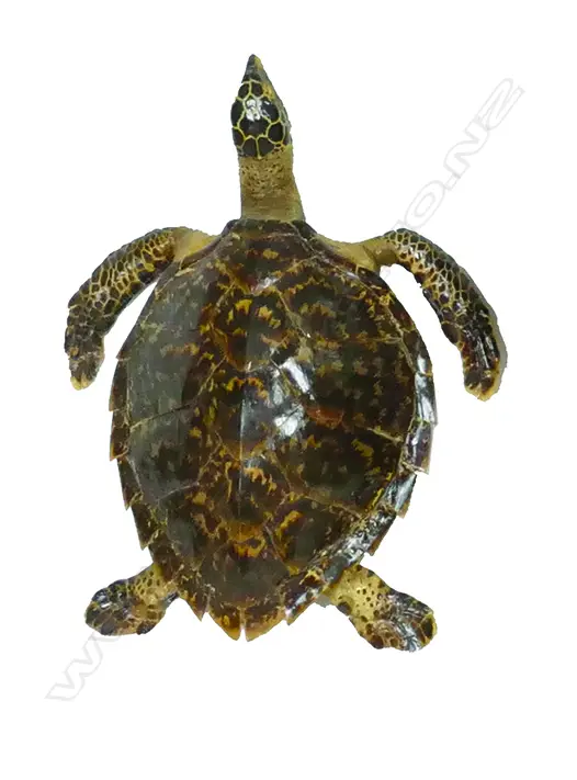 A small taxidermy turtle Image 1++