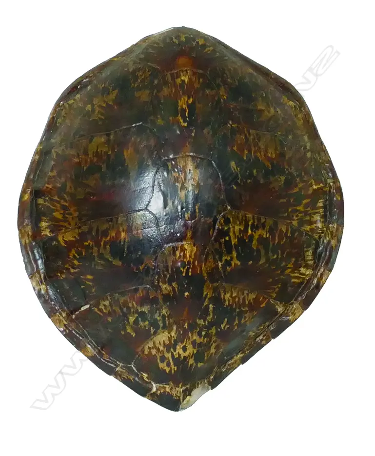 A large turtle shell Image 1++