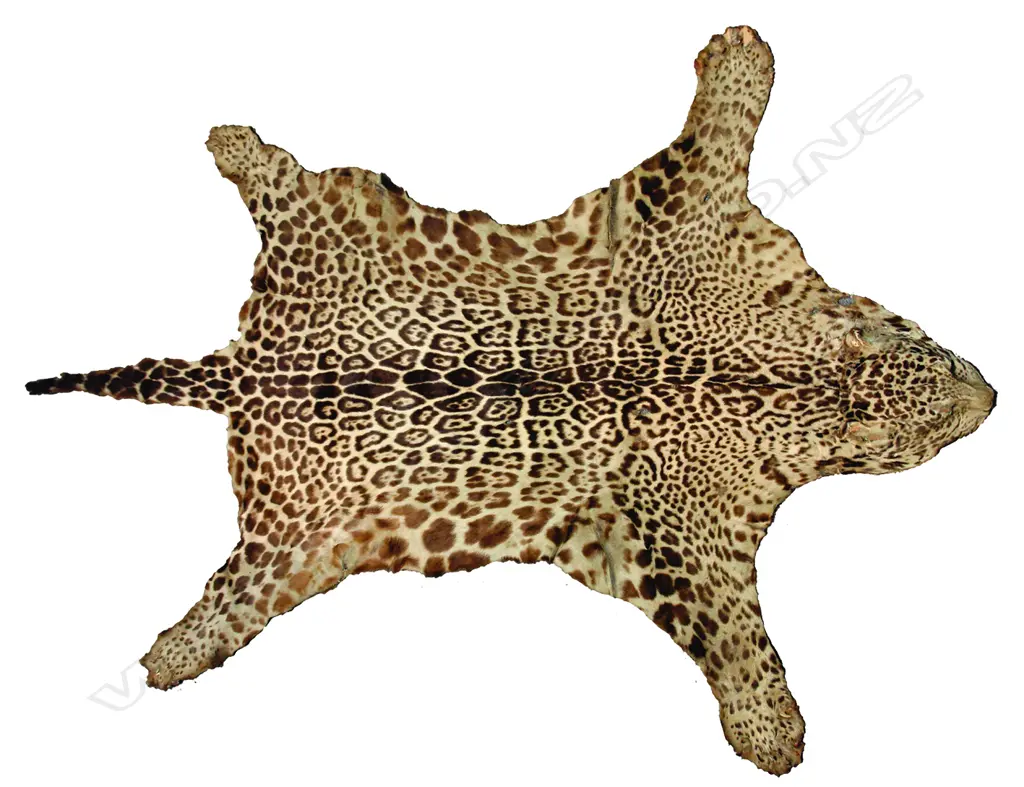 An uncommon old Bolivian Jaguar skin with mounted head Image 1++