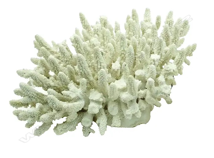 A large piece of twig coral Image 1++