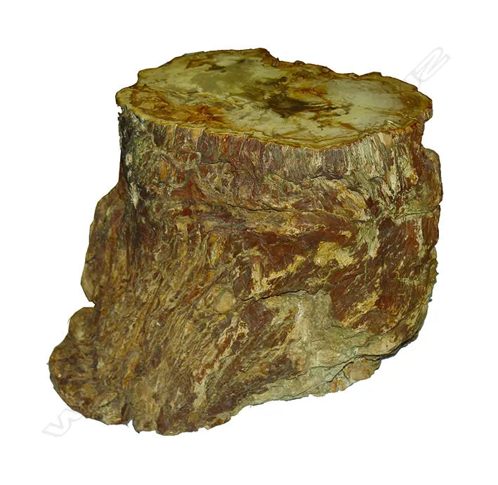 A petrified wood side table/stool Image 1++