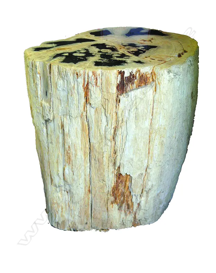 A heavy petrified wood side table Image 1++