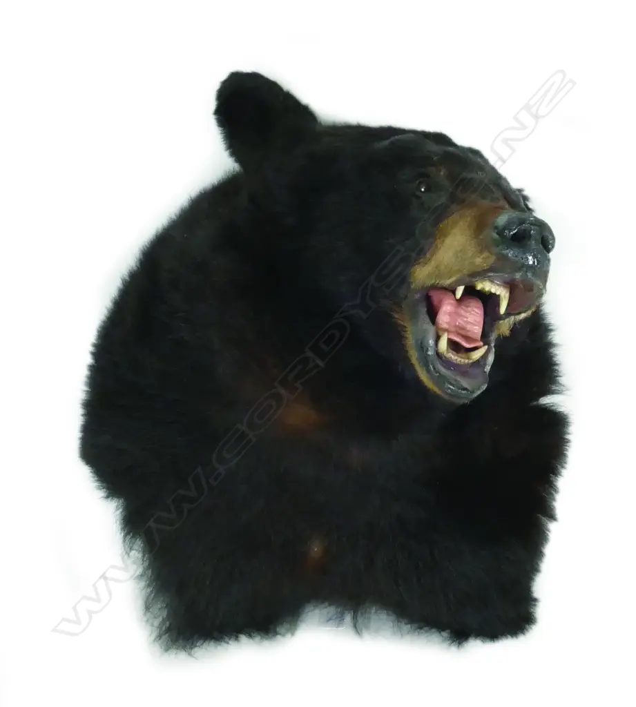 A taxidermy Asian Brown Bear head Image 1++