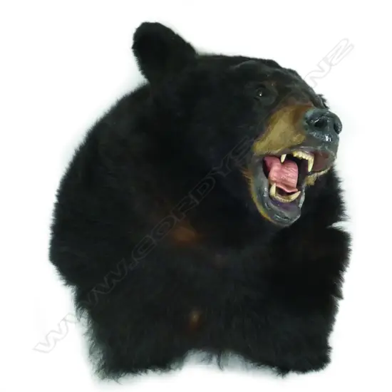 A taxidermy Asian Brown Bear head