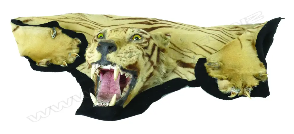 An old tiger skin with full taxidermy head mount Image 1++