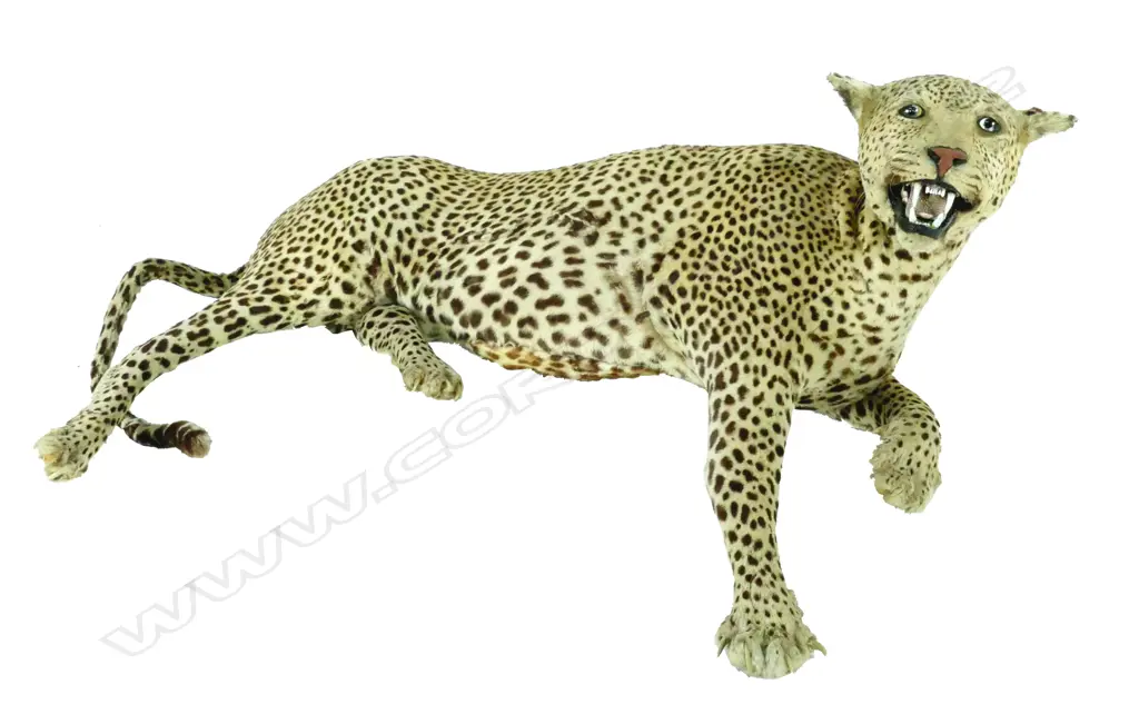An  uncommon vintage leopard full body taxidermy mount Image 1++