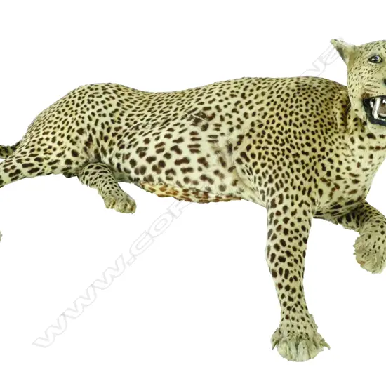 An  uncommon vintage leopard full body taxidermy mount