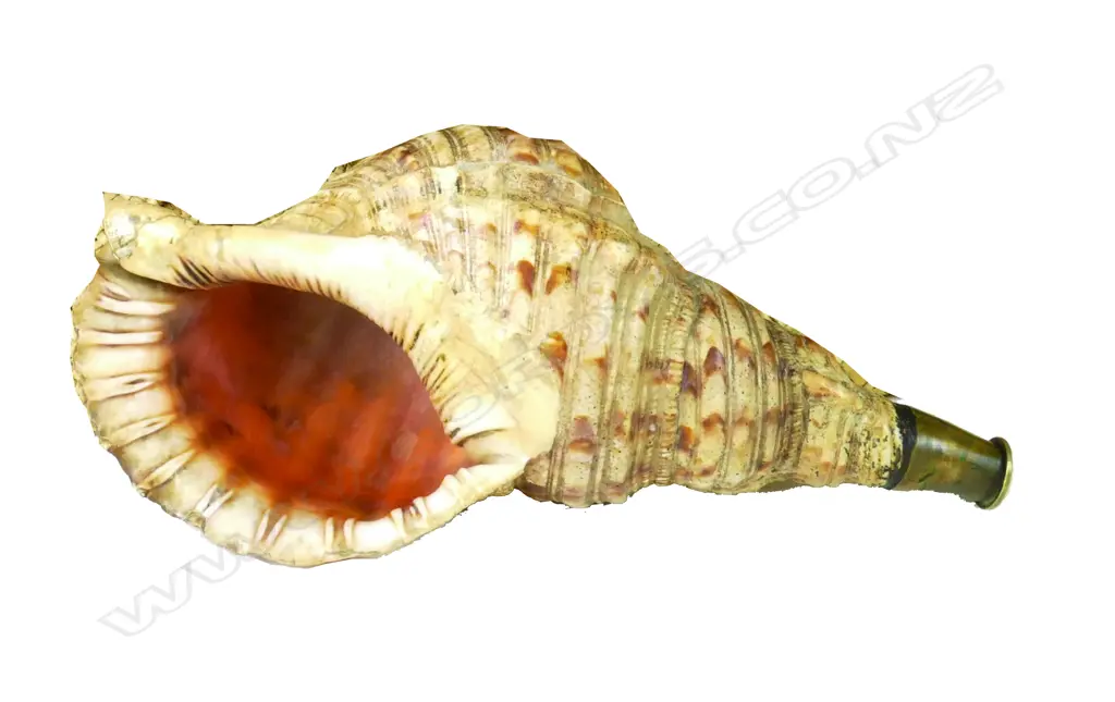 PACIFIC CONCH SHELL TRUMPET, TRITONS TRUMPET SHELL Image 1++