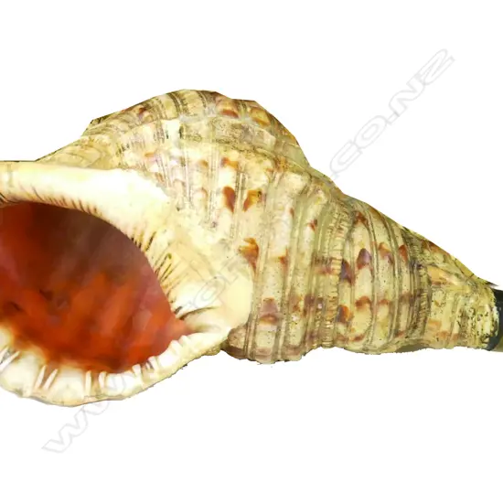 PACIFIC CONCH SHELL TRUMPET, TRITONS TRUMPET SHELL