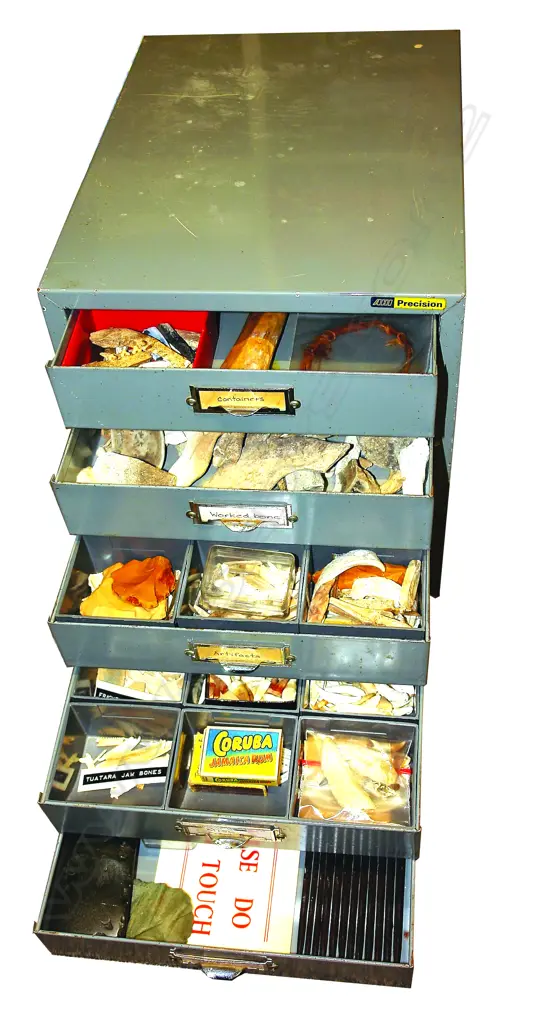 A large collection of found objects including moa bones Image 1++