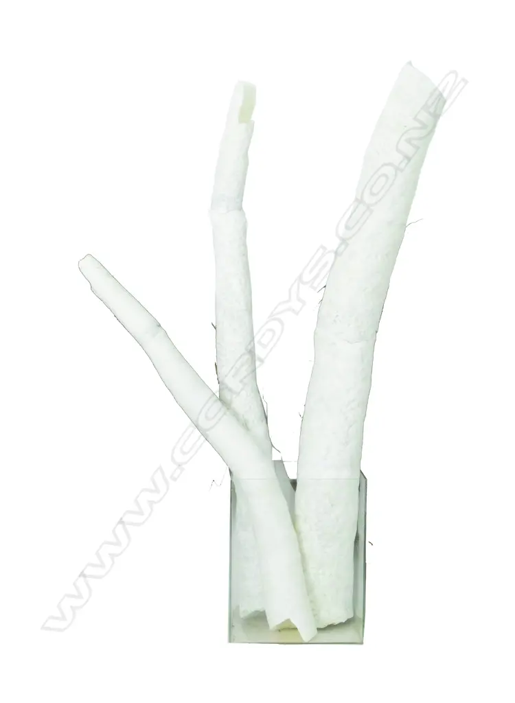 Seven long deep sea giant tube worm bodies Image 1++