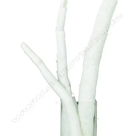 Seven long deep sea giant tube worm bodies