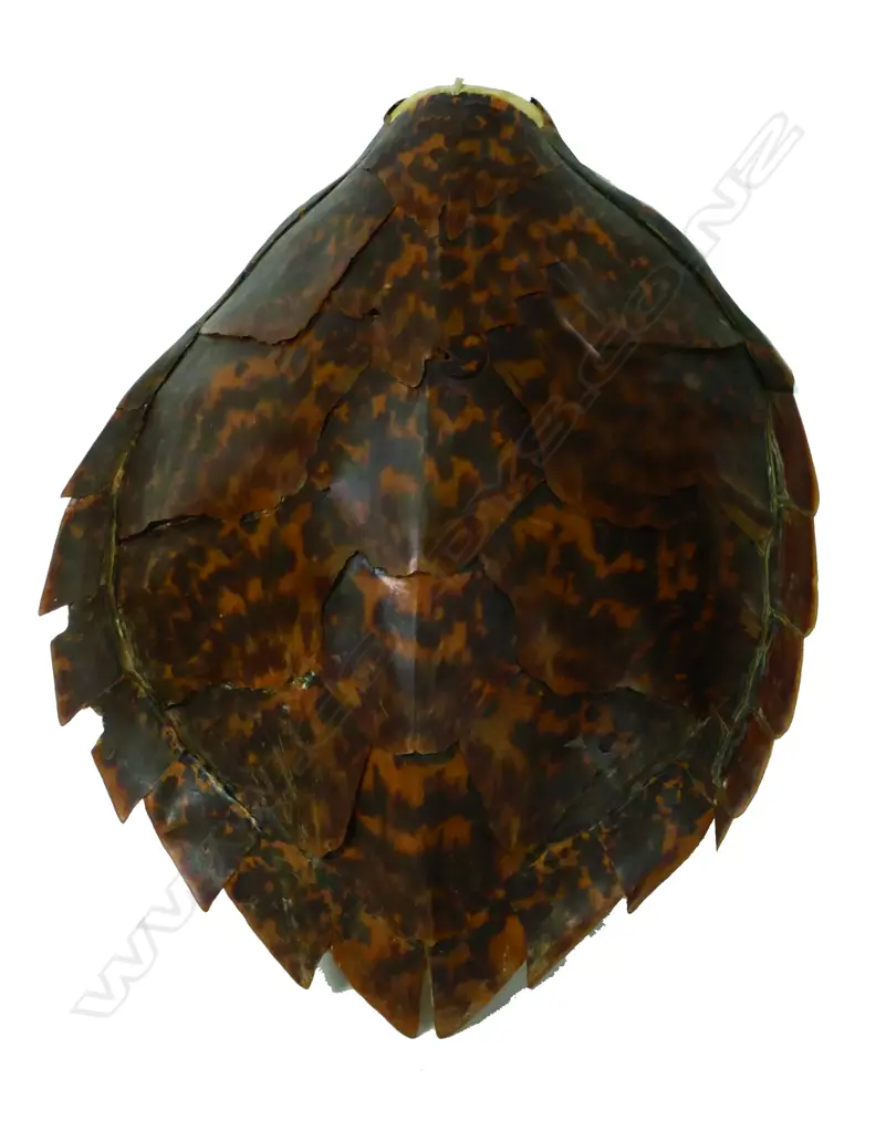 A large turtle shell Image 1++