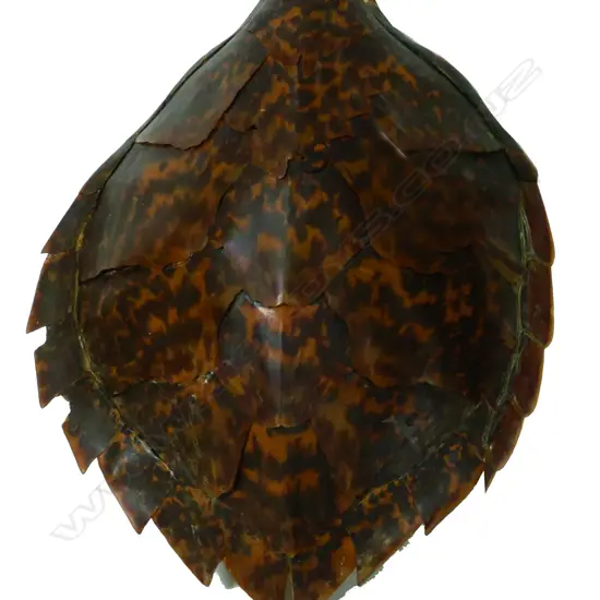 A large turtle shell
