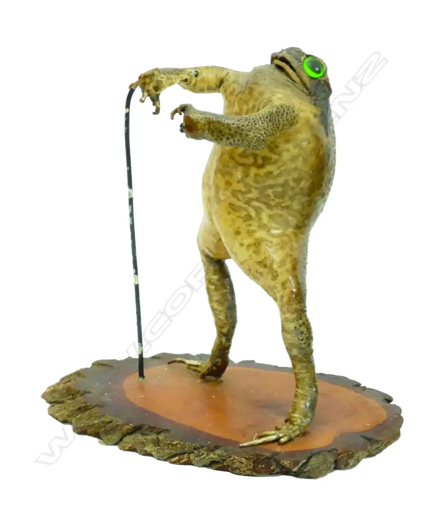 A small taxidermy toad Image 1++