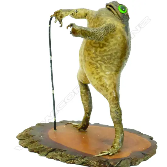 A small taxidermy toad