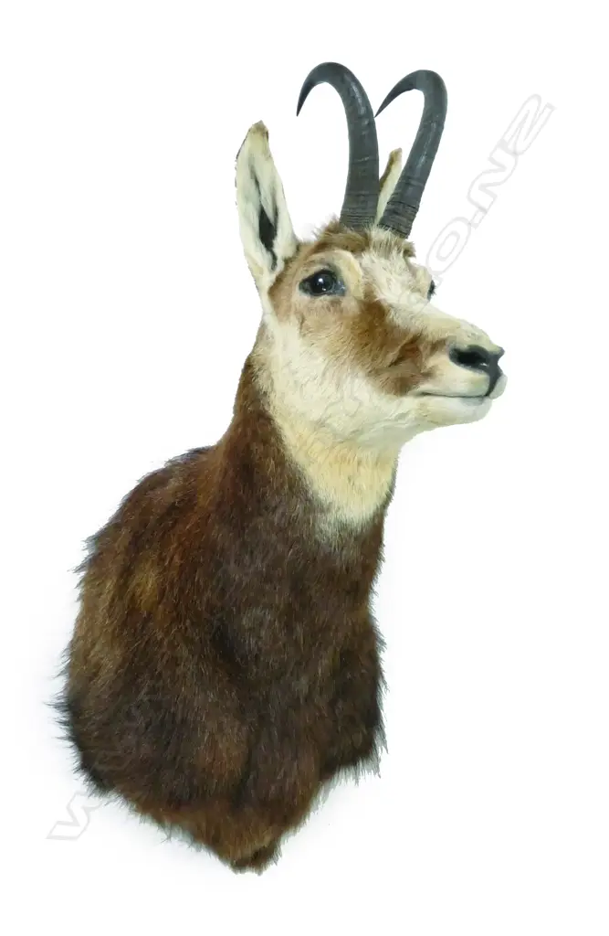 A chamois taxidermy trophy head mount Image 1++