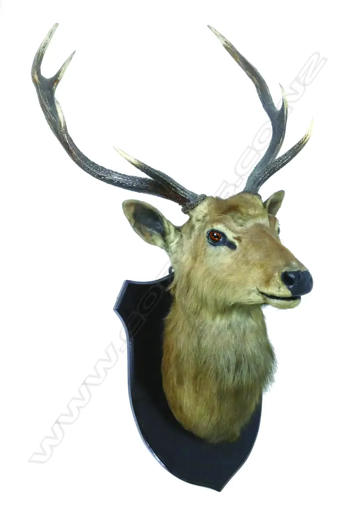 N.Z. SIKA STAG TROPHY HEAD MOUNT Image 1++