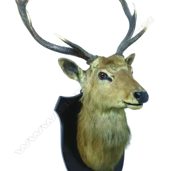 N.Z. SIKA STAG TROPHY HEAD MOUNT