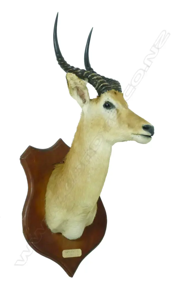 A taxidermy shoulder mount of a Grant's gazelle Image 1++
